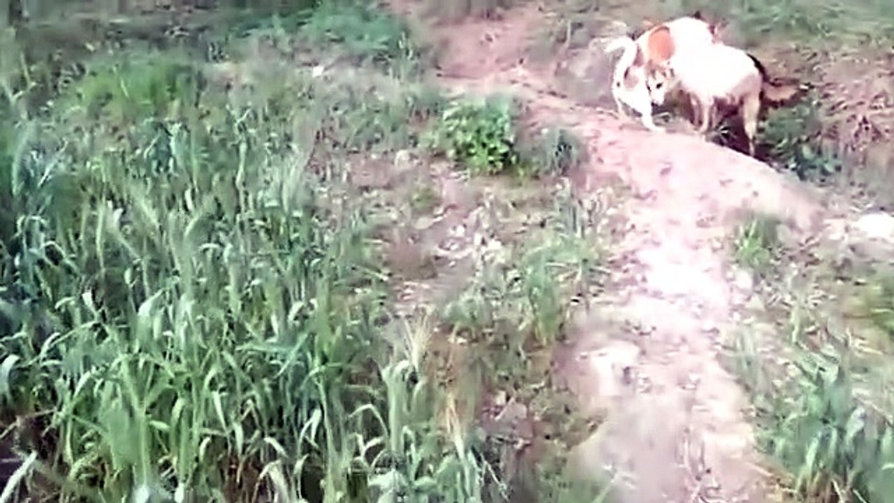 Awesome Smart Rural Dogs !! Dog Meeting for the Summer Season in Village, Very fast _ Pets Life  #44
