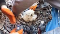 Rescatan a un perrito que quedó atrapado bajo los escombros y sobrevivió al fuerte terremoto en Turquía