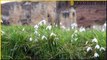 Mount Grace Priory Snowdrops