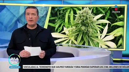 Exponen falta de regulación en cannabis con fines médicos