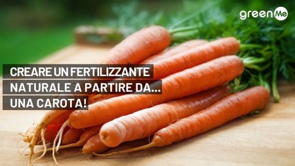 Forse non lo sai ma puoi creare uno straordinario fertilizzante naturale per le tue piante da una...carota. Facilissimo e a costo zero