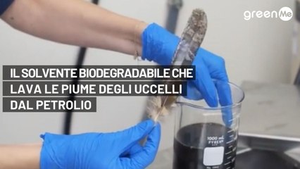 Il solvente biodegradabile che lava le piume degli uccelli dal petrolio