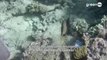 Lo stato della barriera corallina australiana