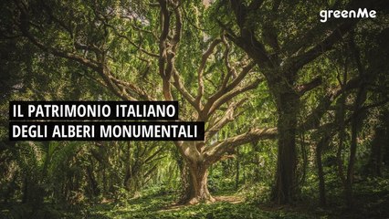 Il patrimonio italiano degli alberi monumentali