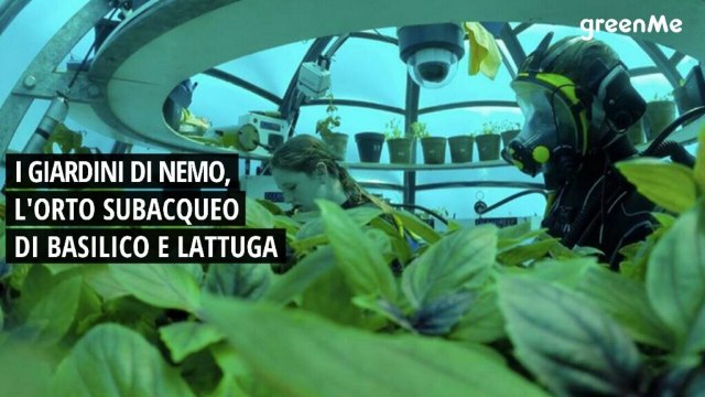 I giardini di Nemo, l'orto subacqueo di basilico e lattuga