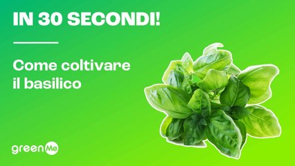 In 30 secondi! Come coltivare il basilico
