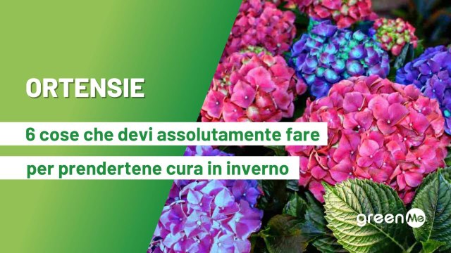 Ortensie: 6 cose che devi assolutamente fare per prendertene cura in inverno