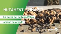Le cozze del delta dell'Ebro stanno morendo
