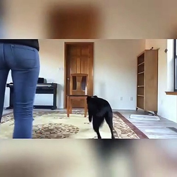 Master Dog Training