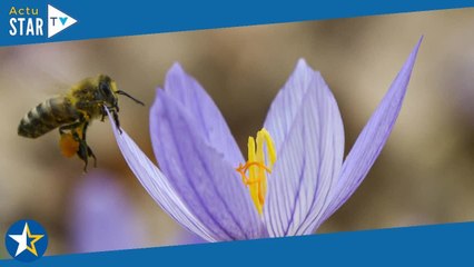 Mystérieux insectes, sur la piste des origines (France 5) : pourquoi il faut voir ce documentaire pa