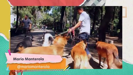 ¡Ya podría haber cárcel si robas animales!