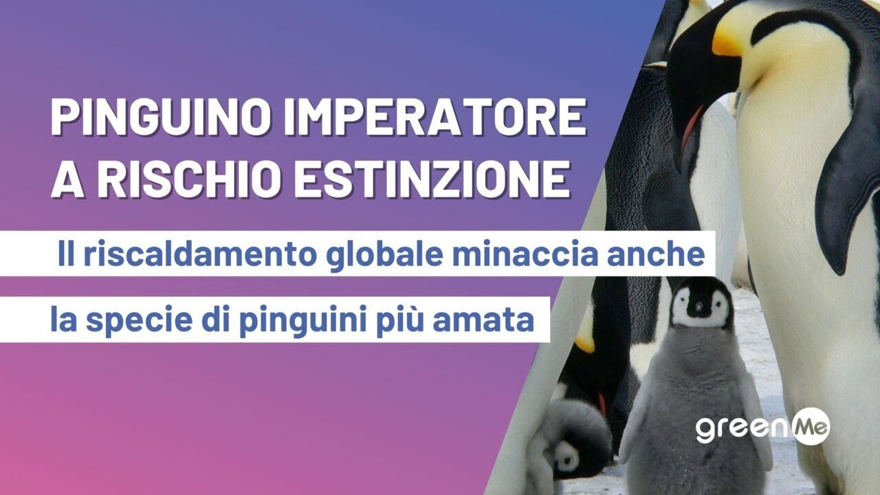 Pinguino Imperatore a rischio estinzione, il riscaldamento globale minaccia anche la specie di pinguini più amata