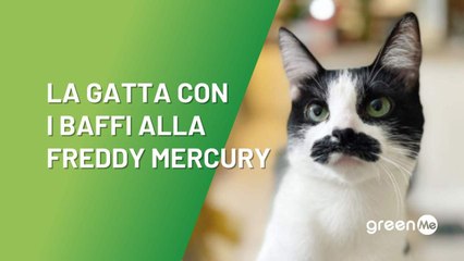 La gatta con in baffi alla Freddy Mercury