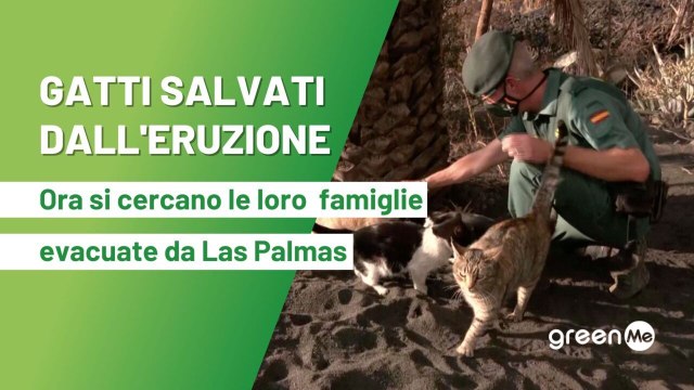 Gatti salvati dall'eruzione. Ora si cercano le loro famiglie evacuate da Las Palmas.