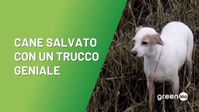 Cane salvato con un trucco geniale