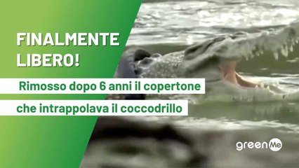 Finalmente Libero! Rimosso dopo 6  anni il copertone che intrappolava il coccodrillo