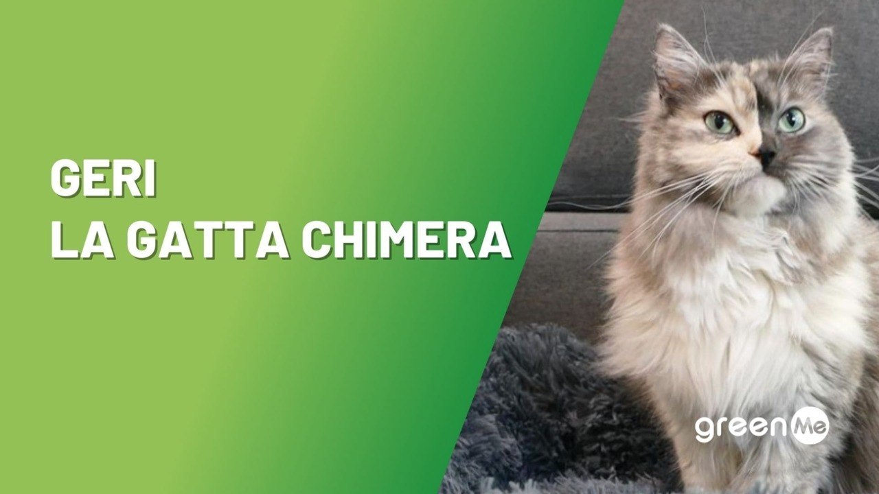 Geri, la gatta chimera