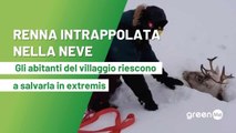 Renna intrappolata in palude di neve. Gli abitanti del villaggio riescono insieme a salvarla in extremis