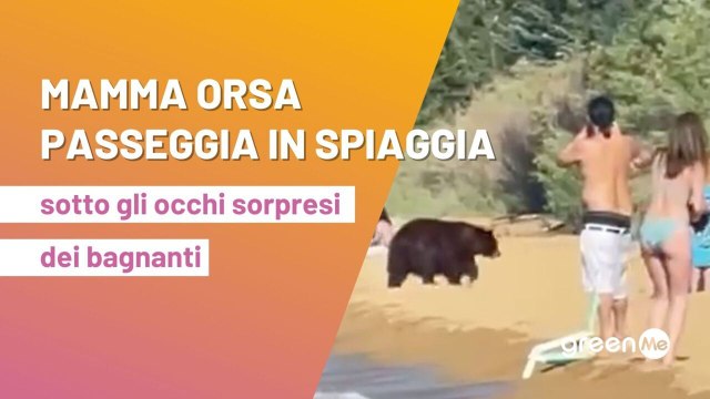 Mamma orsa passeggia in spiaggia, sotto gli occhi sorpresi dei bagnanti