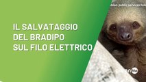 Il salvataggio del bradipo sul filo elettrico