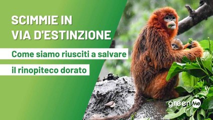 Scimmie in via d'estinzione: come siamo riusciti a salvare il rinopiteco dorato grazie a un efficace programma di ripopolamento