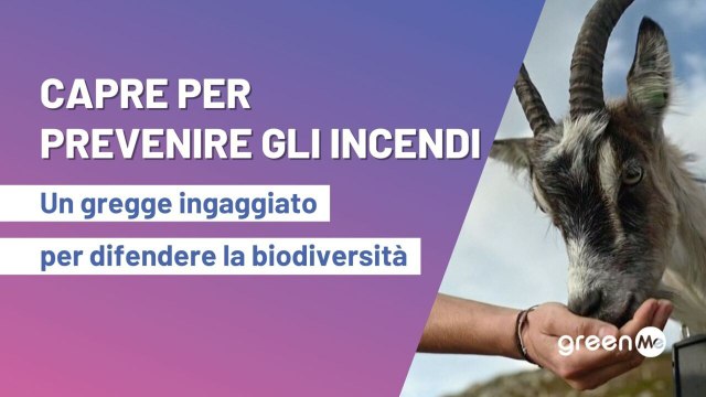 Capre per prevenire gli incendi. Un gregge ingaggiato per difendere la biodiversità