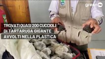Trovati quasi 200 cuccioli di tartaruga gigante avvolti nella plastica e nascosti in una valigia alle Galapagos