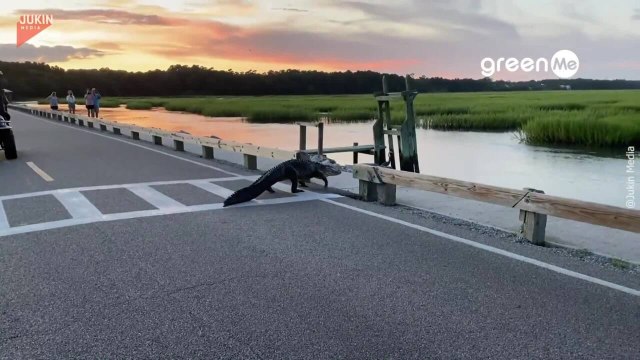 L'insolito attraversamento di un alligatore sulle strisce pedonali