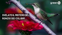 Svelato il mistero del ronzio del colibrì