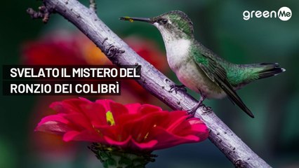 Video herunterladen: Svelato il mistero del ronzio del colibrì