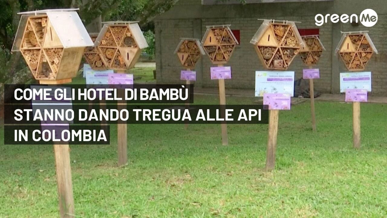 Come gli hotel di bambù stanno dando tregua alle api in Colombia