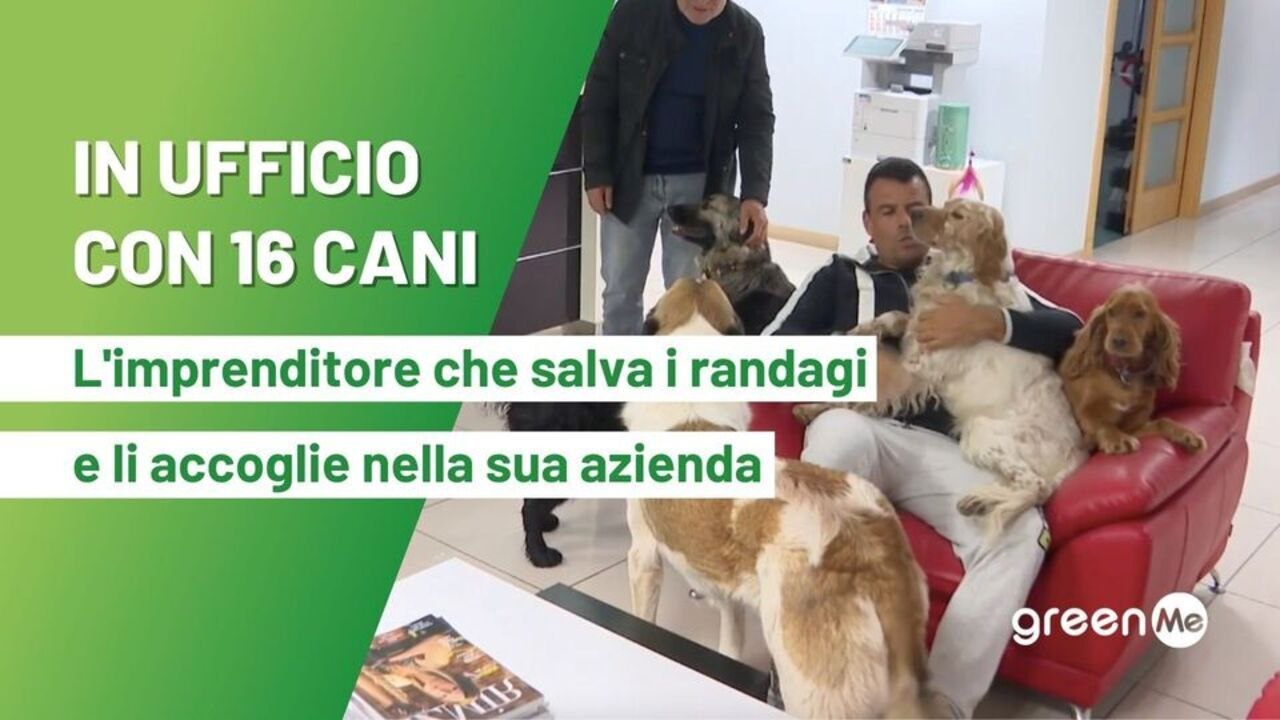 In ufficio con 16 cani. L'imprenditore che salva i randagi dalla strada e li accoglie nella sua azienda