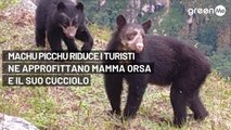 Machu Picchu riduce i turisti, ne approfittano mamma orsa e il suo cucciolo