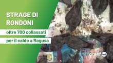 Strage di rondoni, oltre 700 caduti per il caldo a Ragusa