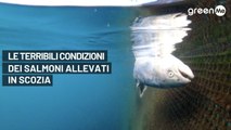 Le terribili condizioni dei salmoni allevati in Scozia