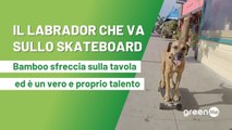 Il Labrador che va sullo skateboard. Bamboo sfreccia sulla tavola ed  un vero e proprio talento