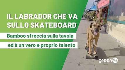 Il Labrador che va sullo skateboard. Bamboo sfreccia sulla tavola ed è un vero e proprio talento