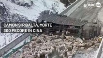 Camion si ribalta, morte più di 300 pecore in Cina