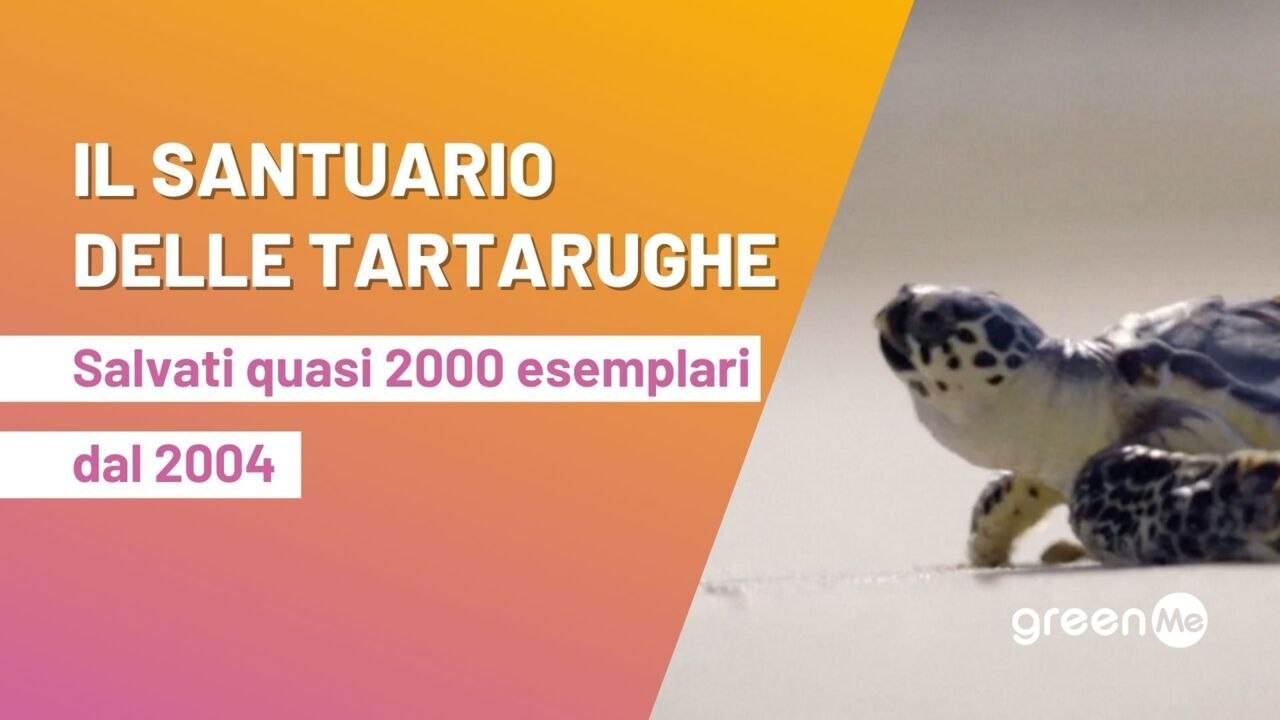 Il santuario delle tartarughe