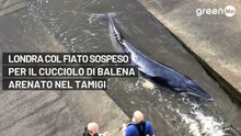 Londra col fiato sospeso per il cucciolo di balena arenato nel Tamigi