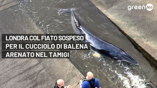 Londra col fiato sospeso per il cucciolo di balena arenato nel Tamigi
