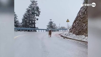 Il golden retriever che scivola sul ghiaccio