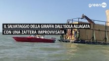 Il salvataggio della giraffa dall'isola allagata con una zattera improvvisata