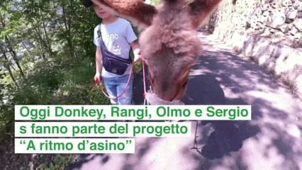 La nuova vita di 4 asinelli salvati da violenze, ora fanno divertire i bambini in Val di Sole