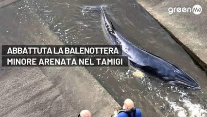 Abbattuta la balenottera minore arenata nel Tamigi