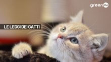 Le leggi dei gatti