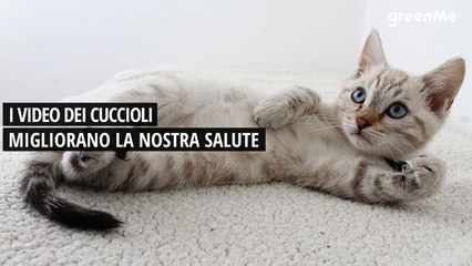 I video dei cuccioli migliorano la nostra salute