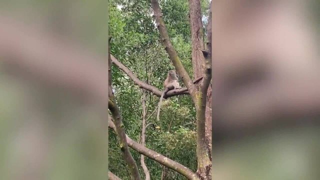 Cucciolo salvato dopo essere stato rapito e tenuto in ostaggio per tre giorni da una scimmia