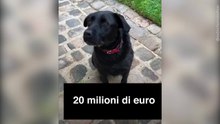 Nemo, il cane del presidente Macron