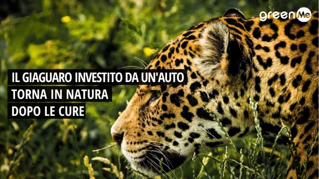 Il giaguaro investito da un'auto torna in natura dopo le cure